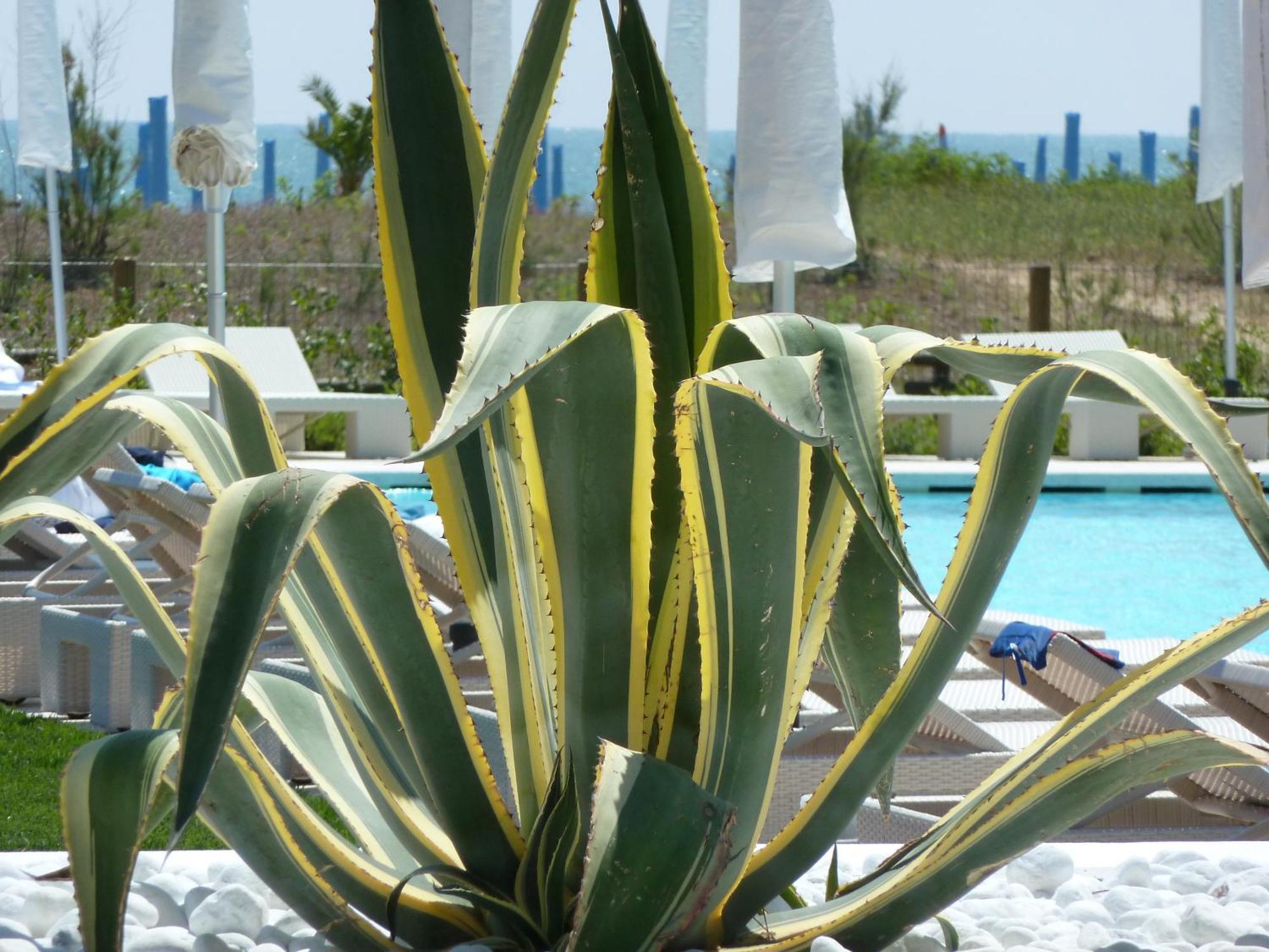 Hotel Mediterraneo Suite&Residence Lido di Jesolo Exterior photo